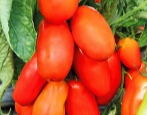 Guliwer Pomidorowy