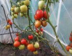 Pomidorowa Cesarzowa