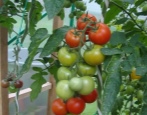 Pomidorowa intuicja