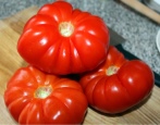 Pomidorowa figa czerwona