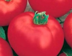 Pomidor Irina