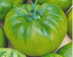Pomidorowy Szmaragdowy Standard