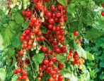 Pomidorowe Drzewo Cukierkowe
