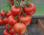 Pomidorowa czerwona pochodnia