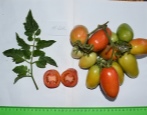 Pomidorowa Odwaga