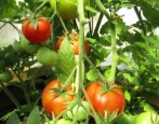 Verlioka plus pomidor