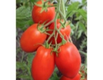 Pomidorowa Vikusya