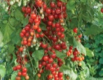 Wodospad pomidorowo-wiśniowy