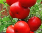 Wojewoda Pomidorowy