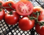 Zagadka o pomidorach