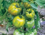 Pomidorowa Zielona Zebra