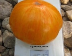 Pomidorowa Perła Janet