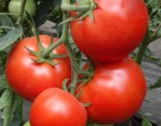 Pomidorowa Gwiazda Syberii