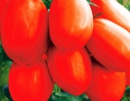 Pomidorowa Księżniczka Łabędzia