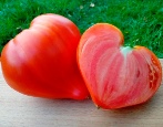 Pomidor Vater Ren
