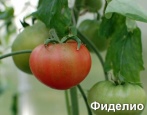 Pomidor Fidelio