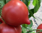 Pomidor pięćdziesiąt