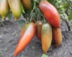 Pomidorowa fioletowa duma Wessela