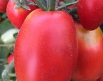 Pomidor Phytos