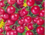 Karmel pomidorowy