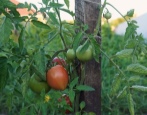 Kemerowiec pomidorowy