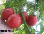 Pomidor Kijowlanka