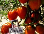 Pomidorowa Księżniczka