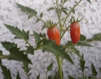 Pomidorowa niespodzianka