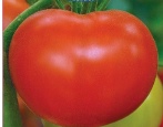 Pomidorowa Rafa Koralowa