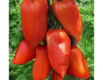 Cornabel pomidorowy