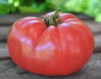 Pomidorowy Król Królów