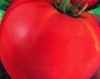 Pomidorowa Królowa Wiktoria