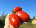 Pomidorowy Król Pingwin
