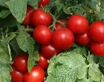 Pomidorowa czerwona kropka