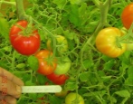 Pomidorowa czerwona strzałka