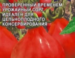 Żarówka pomidorowa