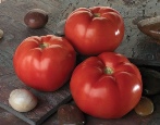 Pomidorowa Linda