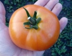 Pomidorowa La la fa