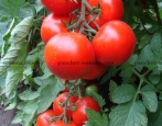 Pomidorowa Miłość