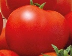 Pomidor Maxim