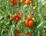 Pomidor Marusia