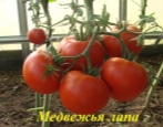 Pomidorowa łapa niedźwiedzia