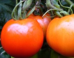 Pomidorowa zamieć
