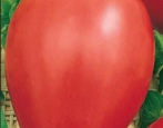 Pomidorowy Miś