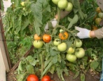 Pomidor Nastena