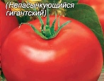 Nepas pomidorowy 7