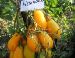 Czułość pomidora