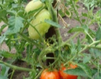 Pomidorowy Czarownik Ogrodowy