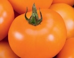 Pomidor Pomarańczowy