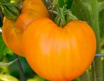 Pomidor Pomarańczowy Truskawka